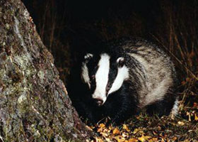Ecological Survey Calendar