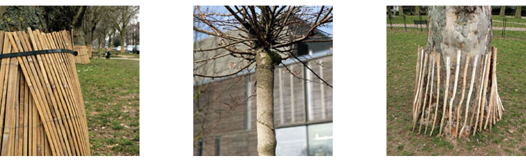 Dog Damage to Trees