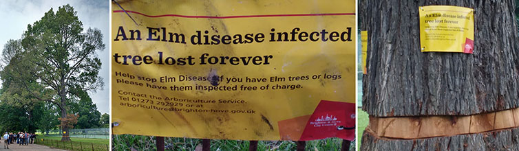 Brighton Elm Study Day by Craig Ruddick, Arboricultural Manager, LB Richmond