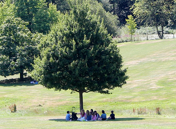 CAVATTrees as Public Assets