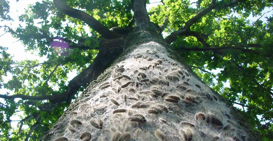 The Oak Processionary (Thaumetopoea processionea)