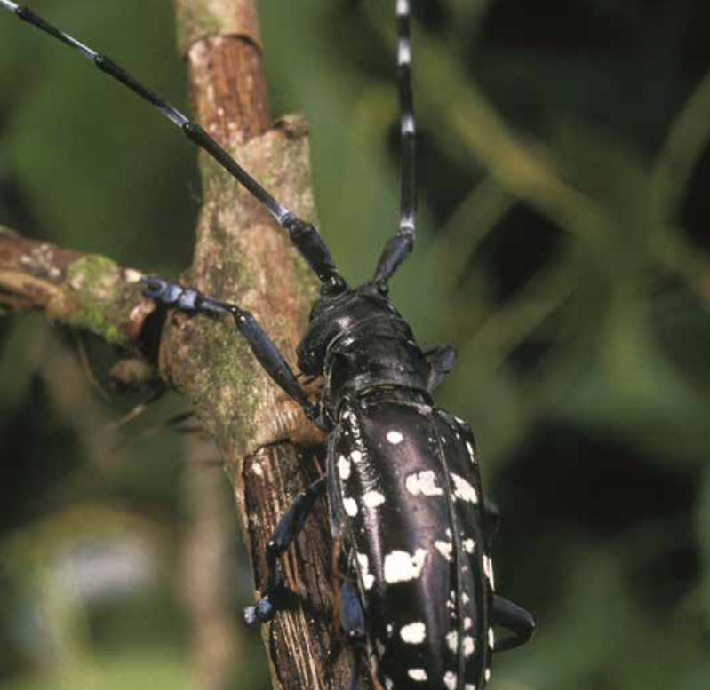 AsianLonghorn Beetle