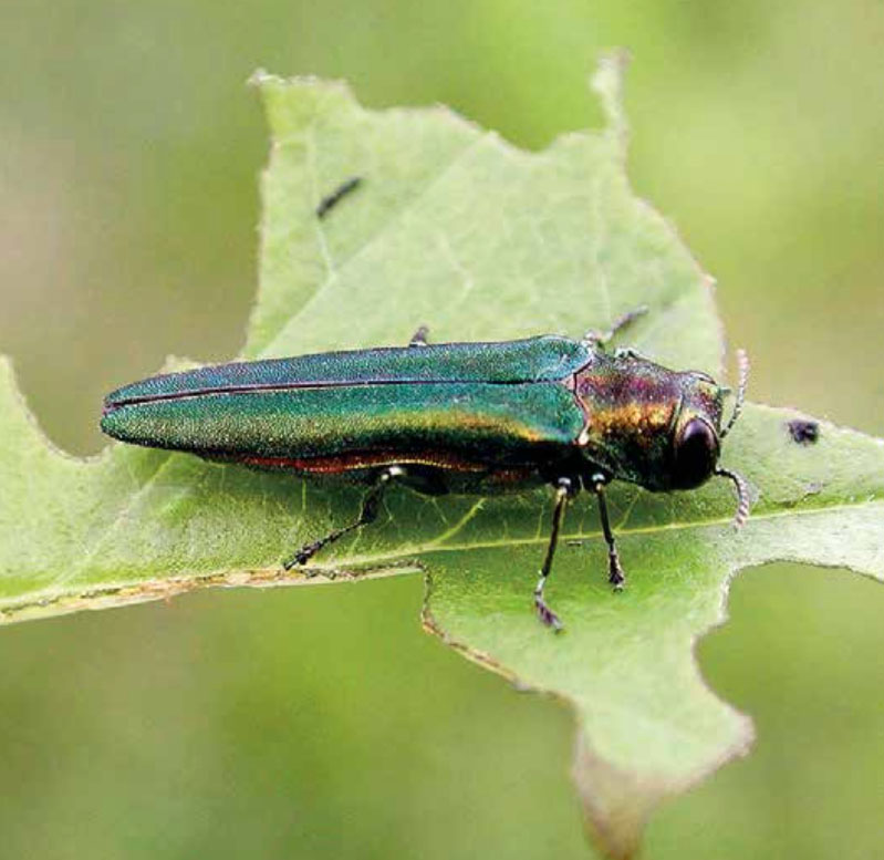 Emerald AshBorer
