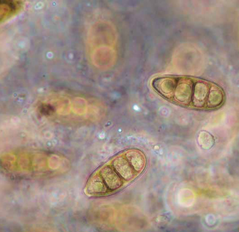 Massaria Diseaseof Plane