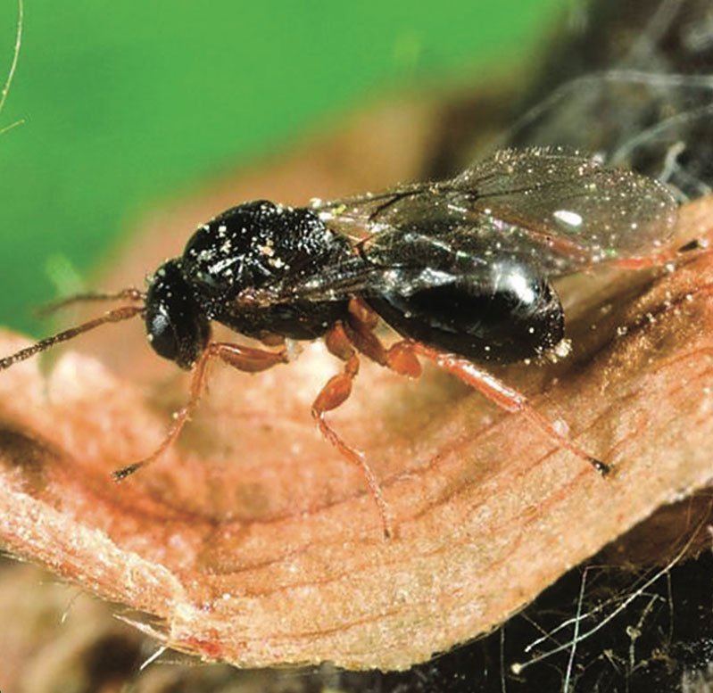 Oriental ChestnutGall Wasp