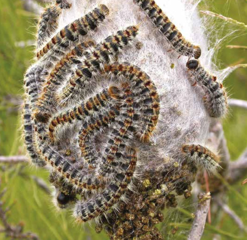 PineProcessionary Moth