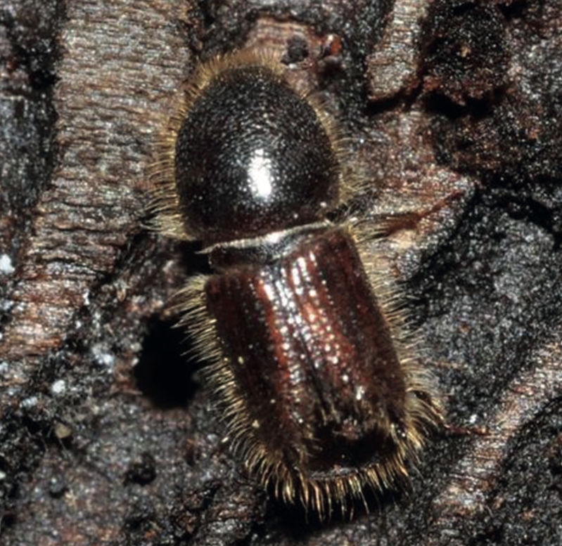 Larger Eight-toothedEuropean Spruce Bark Beetle