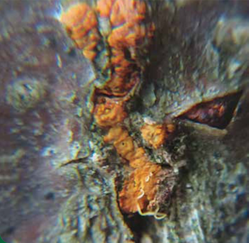 SweetChestnut Blight