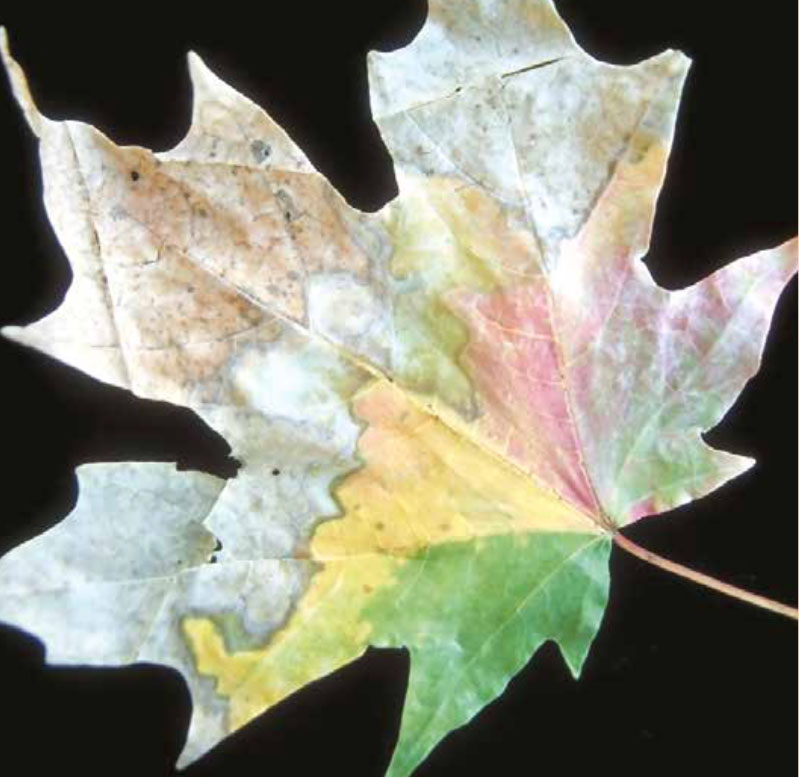 Xylellafastidiosa