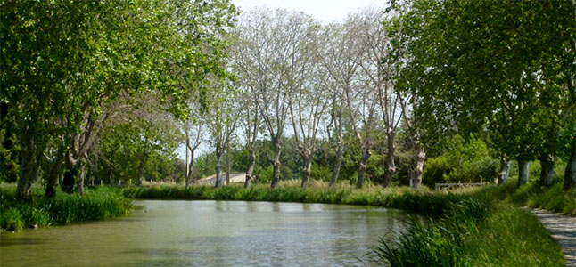 MANAGING THE THREAT TO LONDON’S TREE S FROM PESTS AND DISEASES