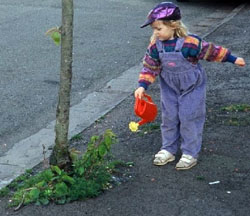 Sustainable Water Management Trees are part of the solution